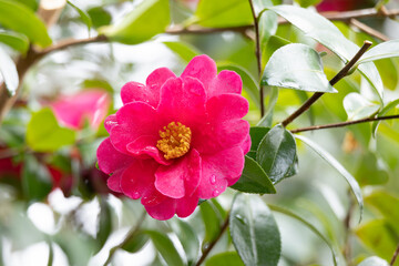 Obraz premium 山茶花