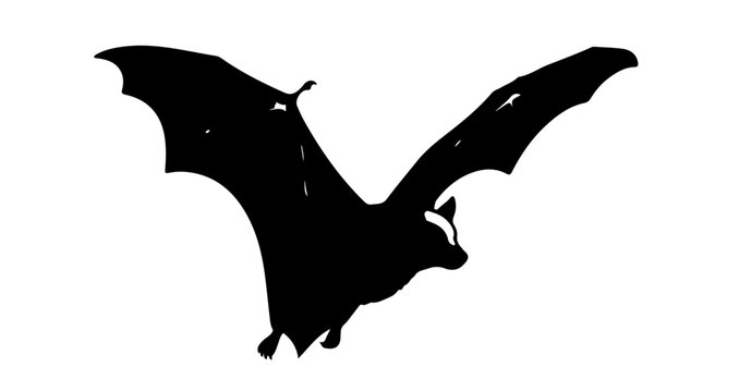 A Striking Vector Silhouette of an Australian Fruit Bat in Nocturnal Flight