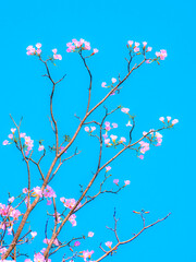 Vibrant pink tabebuia rosea trumpet flowers blooming on bare tree branches against brilliant clear blue sky background