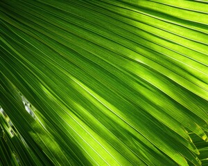 Obraz premium palm tree leaf texture