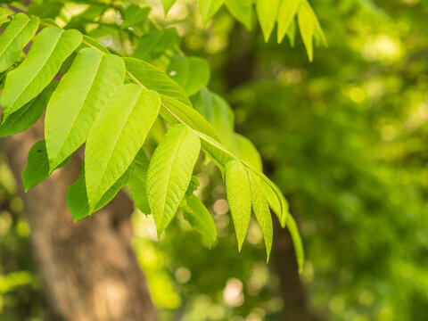Bright green Leaves of the Amur velvet, or Amur cork tree, lat. Phellodendron amurense