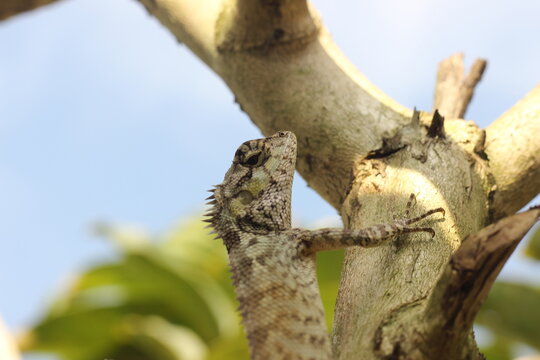 Eastern garden lizard, Oriental garden lizard, Common garden lizard agamidae, tree lizard, nature climbing on tree and look like tree's color