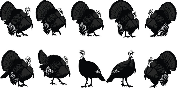 Detailed black turkey silhouette collection set featuring various poses for Thanksgiving dinner autumn farm poultry and wild bird hunting designs