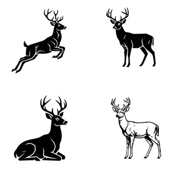 Black-tailed deer