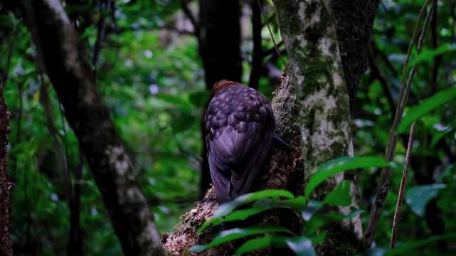 New Zealand kākā parrot bird perched on tree in forest removing bark with sharp beak in Wellington, NZ Aotearoa