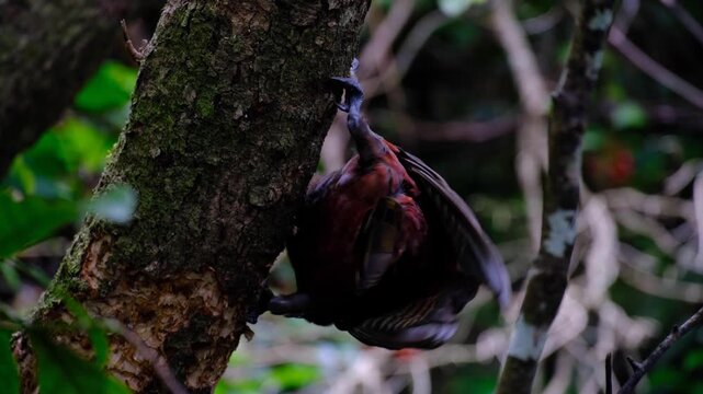 New Zealand kākā parrot bird with red underbelly feathers clinging onto tree and removing bark in forest in Wellington, NZ Aotearoa