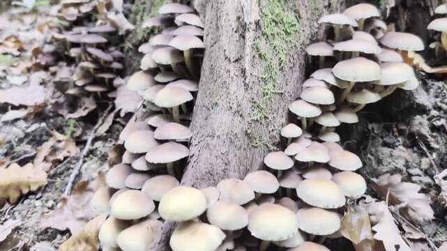 Mushroom at tree, in a forest.