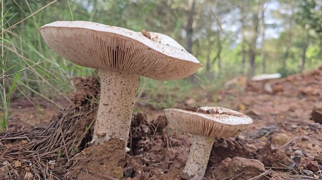 Detailed low angle view of two wild agaricus xanthodermus mushrooms growing on the forest floor