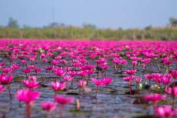 field of lotus flowers