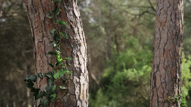 A close view of a pine tree with a climbing vine as the camera slowly pans upward, revealing the surrounding forest in a calm natural setting.