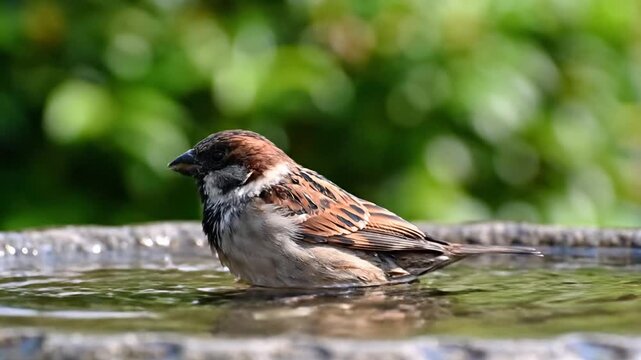 A small bird sits in a bird bath, the water reflecting with a blurred green background