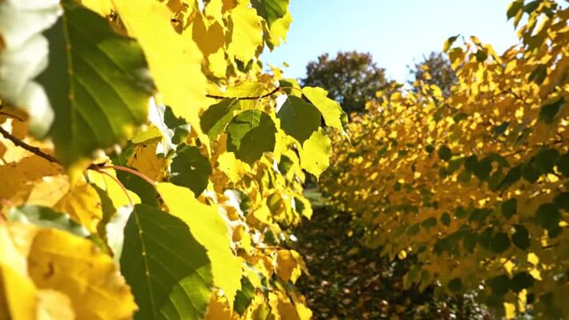 Close-up view of vibrant yellow and green autumn leaves on tree branches, sunlight shining through