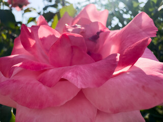 International Women's Day, Valentine's Day, beautiful flowers for the holiday Pink rose among bushes, rose and bushes, flowers, plants, bushes in the garden at the dacha. High quality