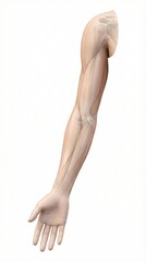 Obraz premium Realistic 3D Model of Human Arm with Anatomical Details and Muscles