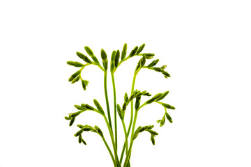 Fototapeta premium White freesia flowers beginning to bloom on green stems.White freesia blossoms opening among green buds on long stems. Delicate spring flowers isolated on white background