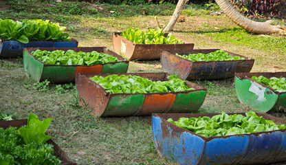 Green oak  lettuce grown in a small halved metal buckets: a creative agricultural concept.