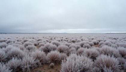 Vast Snowy Bush Field Under Overcast Sky Vast Snowy Bush Field Under Overcast Sky On A Cold Winter Day