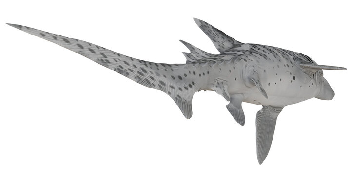 Spotted catshark swimming gracefully underwater.