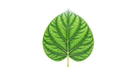 Fototapeta premium Green Leaf with Intricate Vein Pattern
