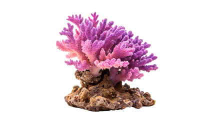Colorful coral reef structure with purple and pink hues on rocky base isolated on transparent background