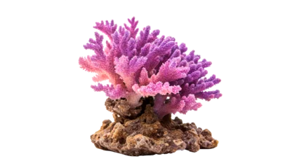 Papier peint photo Récifs coralliens Colorful coral reef structure with purple and pink hues on rocky base isolated on transparent background  © Hanna