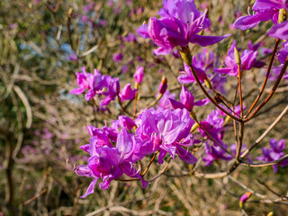 春の里山に灯る鮮烈な赤紫、咲き誇るミツバツツジの輝き