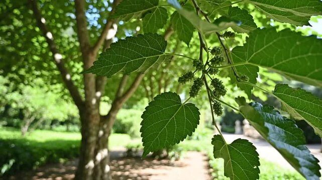 Close-up of green leaves with veins and unripe fruit on a branch, park setting in background
