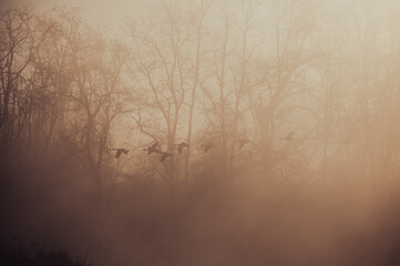 Obraz premium geese in flight on misty morning 