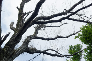 キクイムシによるナラ枯れの被害を受けたコナラ