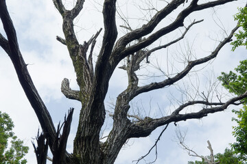 キクイムシによるナラ枯れの被害を受けたコナラ