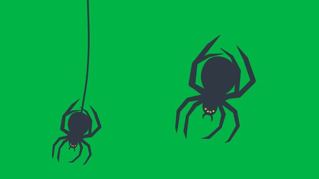 Black spider hanging from web thread in 2d animated cartoon animation on green screen chromakey background, great for halloween, fear, or creepy insect overlays.