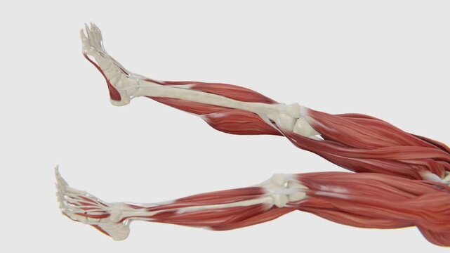 A clear medical illustration demonstrating the knee joint&rsquo;s range of motion, highlighting flexion and extension movements essential for mobility | Knee Joint - Range of Motion |