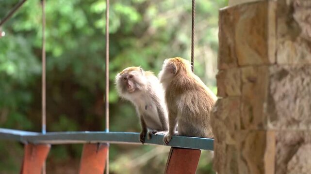 Two wild long-tailed macaques sit alertly on a blue bridge railing against a lush green forest backdrop.