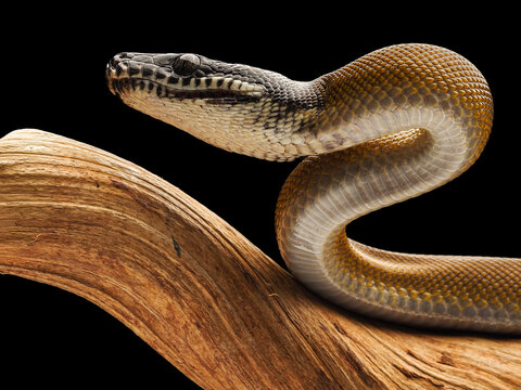 A Northern White-lipped Python (Bothrochilus albertisii) with smooth, iridescent scales, a distinct dark head, and striking white markings on its jaw, 12 February 2026 Indonesia