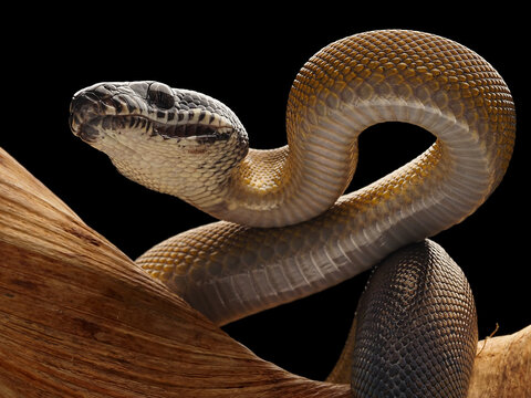 A Northern White-lipped Python (Bothrochilus albertisii) with smooth, iridescent scales, a distinct dark head, and striking white markings on its jaw, 12 February 2026 Indonesia