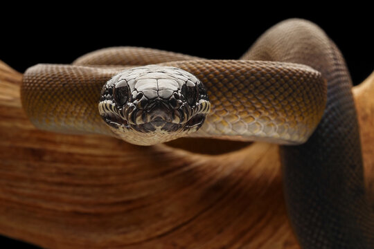 A Northern White-lipped Python (Bothrochilus albertisii) with smooth, iridescent scales, a distinct dark head, and striking white markings on its jaw, 12 February 2026 Indonesia