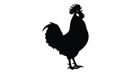 A majestic rooster with a prominent comb and tail feathers stands proudly. isolated on white background, Vector © SILHUETTECHEMBER