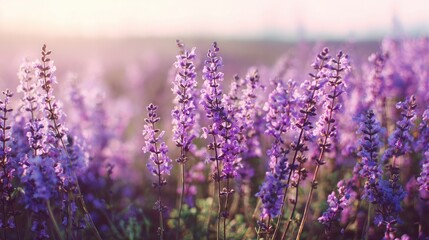 Obraz premium Lavender Closeup Romantic Background
