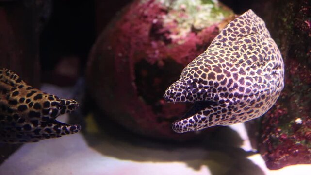Moray Eels Gape in Aquarium Tank, Underwater Wildlife