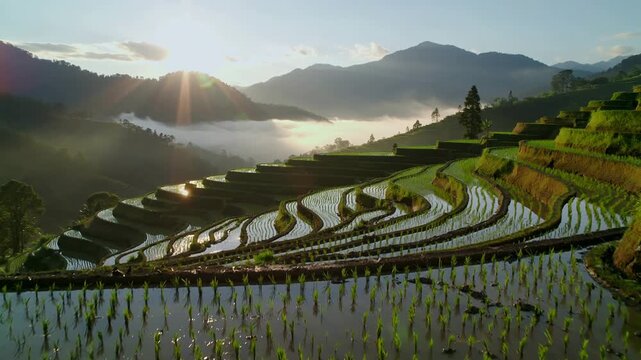 Balinese farmer throws fertilizer before planting rice in terrace field near Ubud Bali