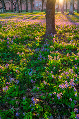Spring park at sunset with blooming flowers of Corydalis halleri or Corydalis solida on the foreground