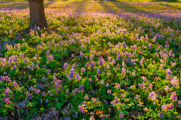 Spring flower landscape with blooming Corydalis halleri or Corydalis solida under the tree in the forest. Spring sunset landscape