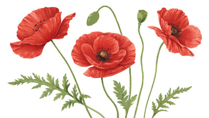 Fototapeta premium Gemini saidA beautiful macro closeup of a single red poppy blossom with delicate petals, showing the natural floral beauty of a spring wildflower isolated on a white background for summer garden des