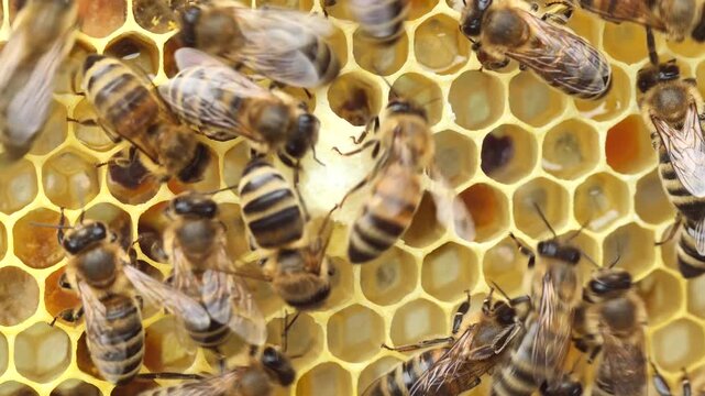 Bees build a queen cell for the development of the larva of the future queen bee.