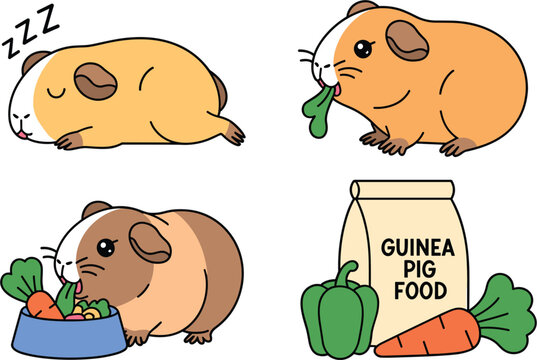 Cute guinea pig lifestyle vector set featuring cavy sleeping eating vegetables and pet food supplies for animal care guides children storybooks veterinary 