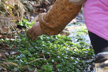 クレソンを採る女性