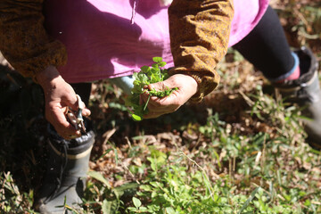 クレソンを採る女性