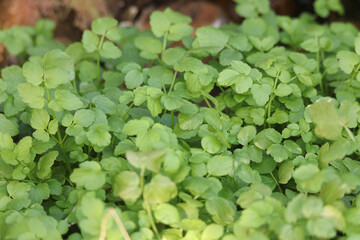 自生するクレソン