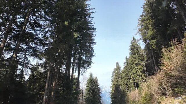 Driving Through Snow Covered Evergreen Forest In Styria Winter POV