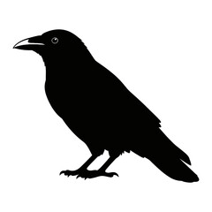 Obraz premium Black Crow Silhouette Standing on One Leg.